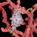seahorse_pygmy_kbrbs3_v_0129_sul6493.jpg